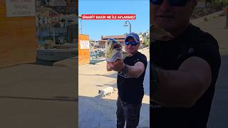 SİNARİT BAKIN HANGİ YEME VURMUŞ ? #balıkmezatı #fishingshorts #balıkavları #fish #seafood#sinarit#