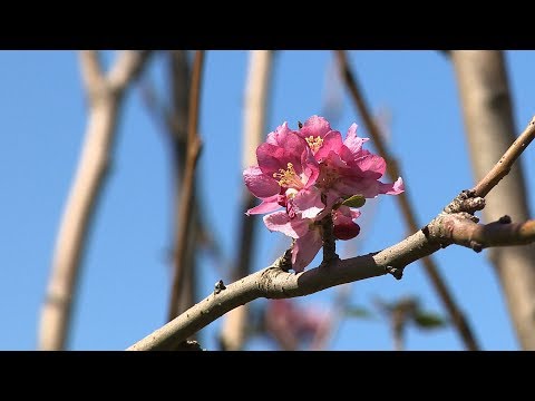 Vídeo: Como Cultivar Uma Macieira Colunar