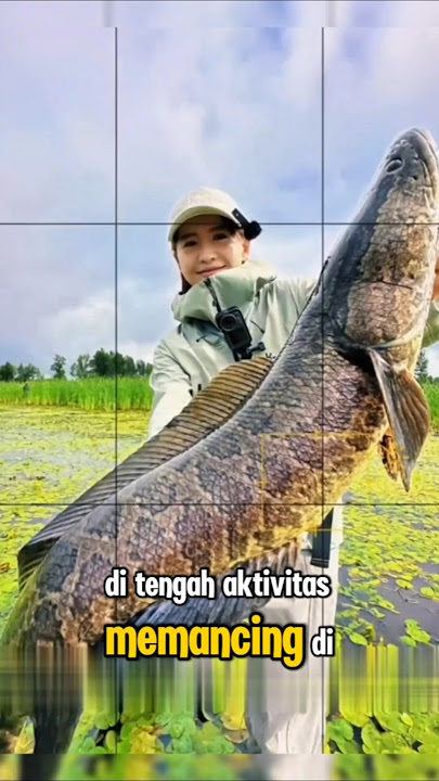 CASTING di Rawa! STRIKE IKAN GABUS MONSTER 🐟 #shortsfeed #shorts #shortsviral #fishing #mancing