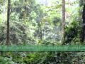 CICADA SONG - call of the Jungle ... Jayanti , Buxa Tiger Reserve