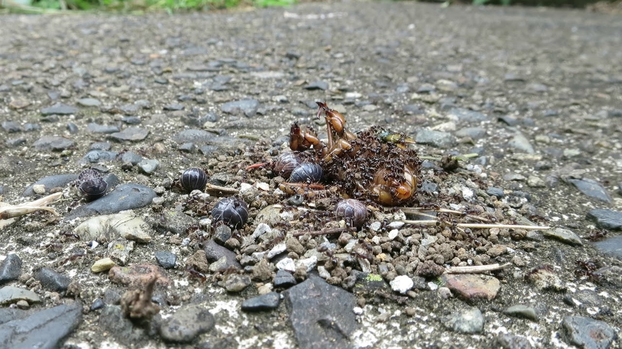 Ants vs Rollie Pollies The battle was one sided. YouTube