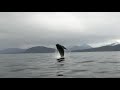 Humpback Breaching Spree! Alaskan Wildlife - Juneau, Alaska