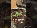 Day 31 growing with Smuin