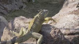 Iguana Walking Over Warm Rocks Seagull86