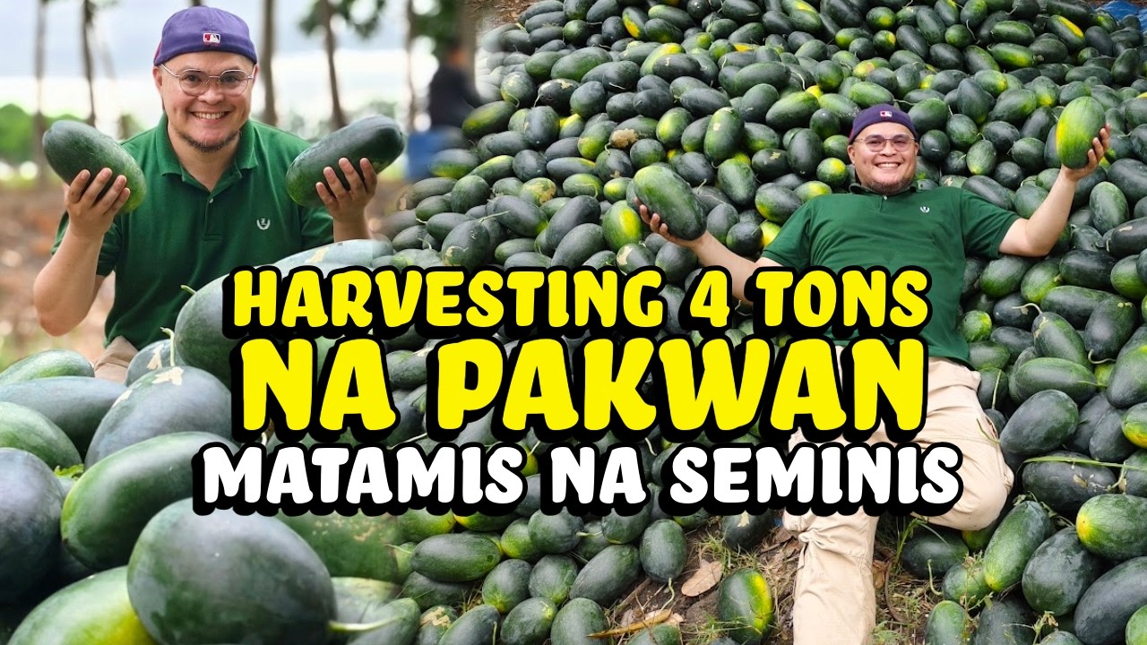 Nakapag Tapos ng Nursing, Dahil sa Pakwan - Matamis na Seminis Pakwan
