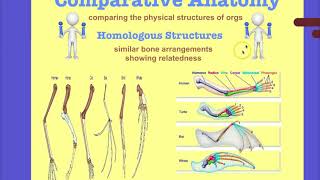 Unit 8 Pt 2 Evidence of Evolution Biology 2018