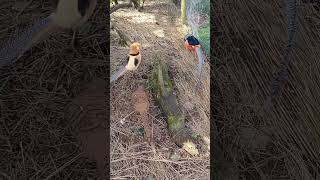 Red Golden & Lady Amherst Pheasant 🐦🔥 | Rare Exotic Birds | RK Birds & Animal#rkbirdsandanimal