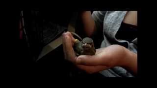 Baby Bird Sings