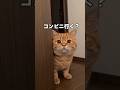 財布置いてきた。今回は勝った！ #cat #子ネコ #子ネコ #猫動画 #猫動画 #猫のいる暮らし #かしわねこ #cute #猫好きさんと繋がりたい #好きな子猫 #猫のいる生活