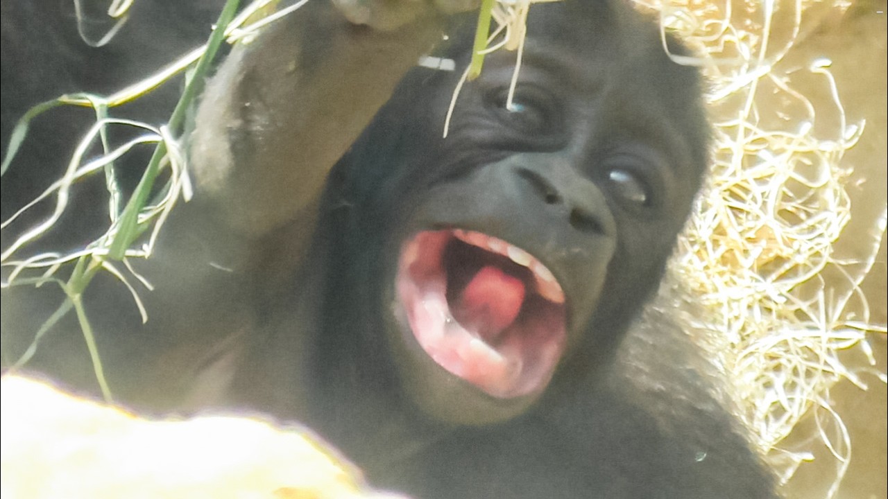 【赤ちゃんゴリラ】サンタロウのくるくる変わる表情が可愛すぎて悶絶 😍✨ 百面相で心がメロメロになる瞬間 😭💕