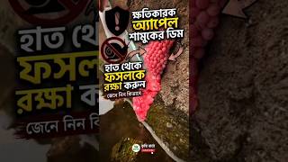 ফসলের জমির জন্য ক্ষ-তি-কারক আপেল শামুক #lifeisbutadream #মর্নিং2pmরেজাল্ট #ekmotahathighumechala
