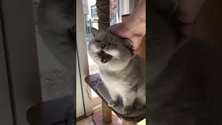 Cute big British cat’s soft meows! Cat reaction on human voice!