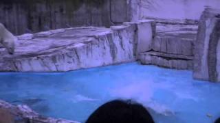 ホッキョクグマの活魚給餌~Polar Bear captures and eats the fish that is swimming