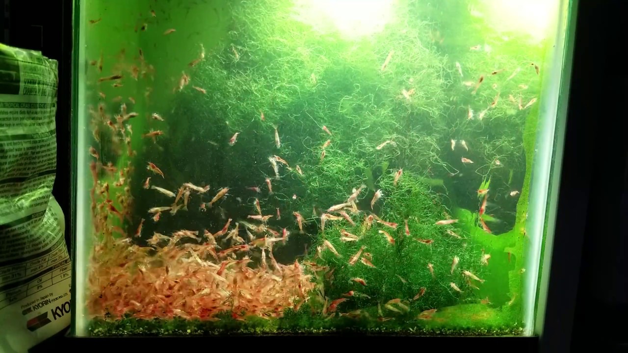 Opae Ula Hawaiian Lava Shrimp Feeding