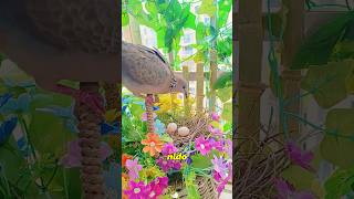 A woman rescues a turtle dove seeking shelter from the rain and gets an unexpected surprise#animals