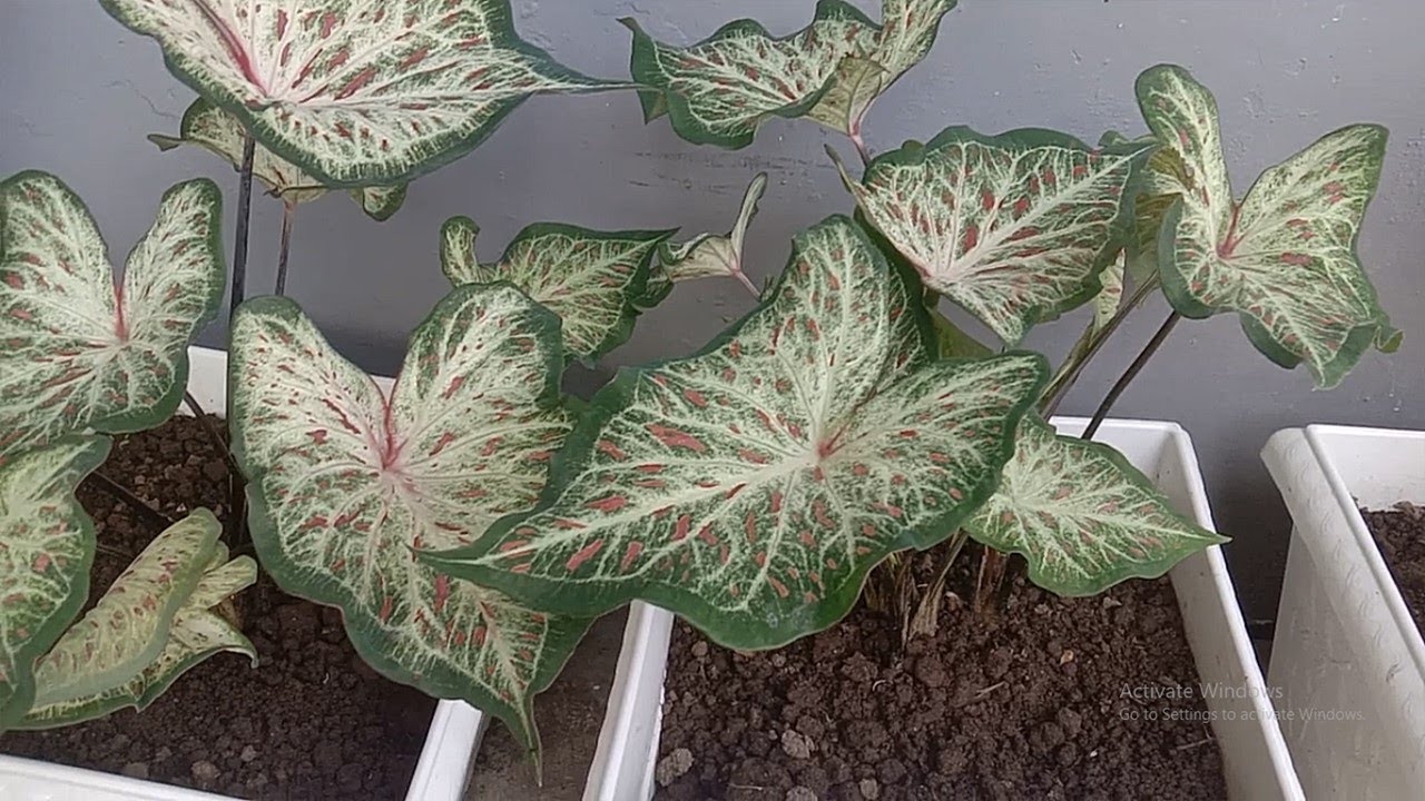 Keladi Wayang Putih Tanaman Hias Keladi Youtube