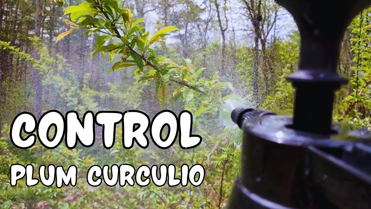 Organic Pest Control for Plum Curculio and Other Insect Pests