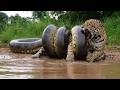 NO ONE BELIEVED It Until They Filmed It! Animals That Messed With The WRONG Opponent