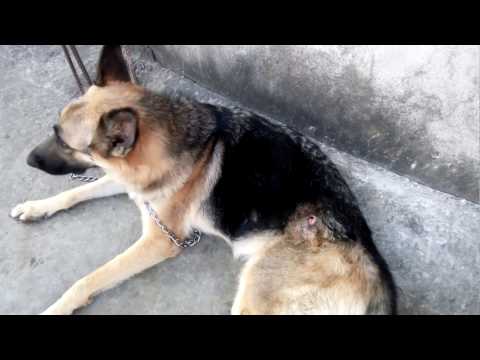 वीडियो: कुत्तों में पंचर घाव