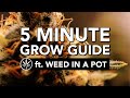 The quickstart guide to grow cannabis