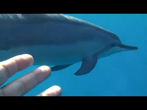 Video: Var du kan se den rosa delfinen i Hong Kong