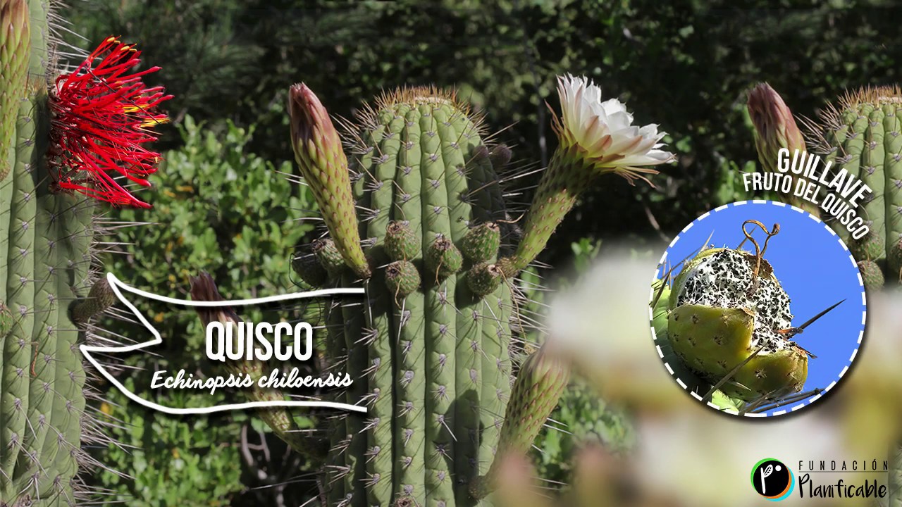 Quisco - Echinopsis chiloensis