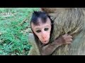 Baby monkey cry because older monkey catch  sp bblover