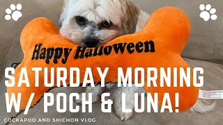 SATURDAY MORNING WITH POCH & LUNA! - COCKAPOO AND SHICHON DOGS by Meet Pocholo and Luna - OUR TEDDY BEAR DOGS 36 views 1 year ago 5 minutes, 44 seconds