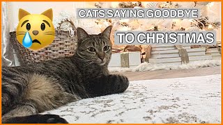 MY CATS SAYING GOODBYE TO CHRISTMAS 😿😒 by The Cat Bunch 147 views 3 years ago 2 minutes, 19 seconds