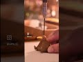 キーウィキャンドル販売中｜Kiwi Candle Making