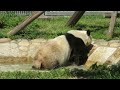 2019年5月11日【選】ちゃぷちゃぷパンダ