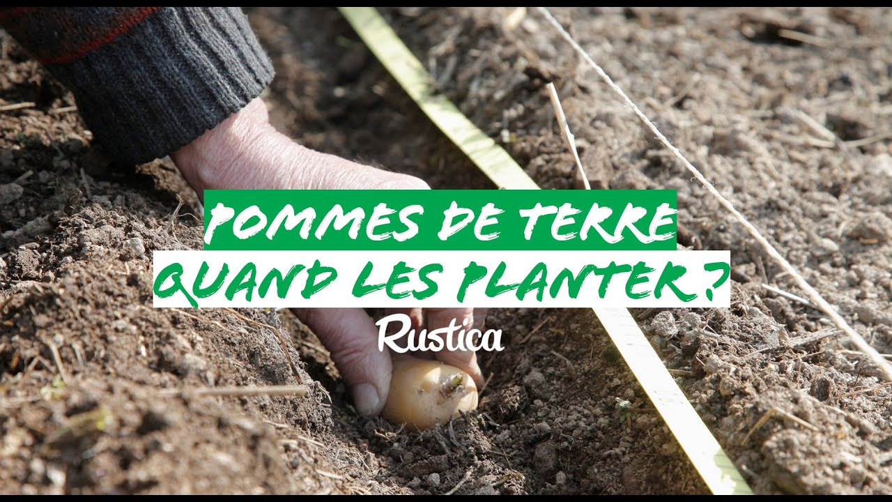Quand planter ses pommes de terre ?