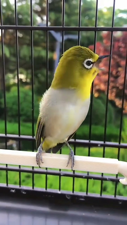 PLECI AURIVENTER SANGAT MERDU SUARA NGALASNYA KHAS BANGET #auriventer #pleci