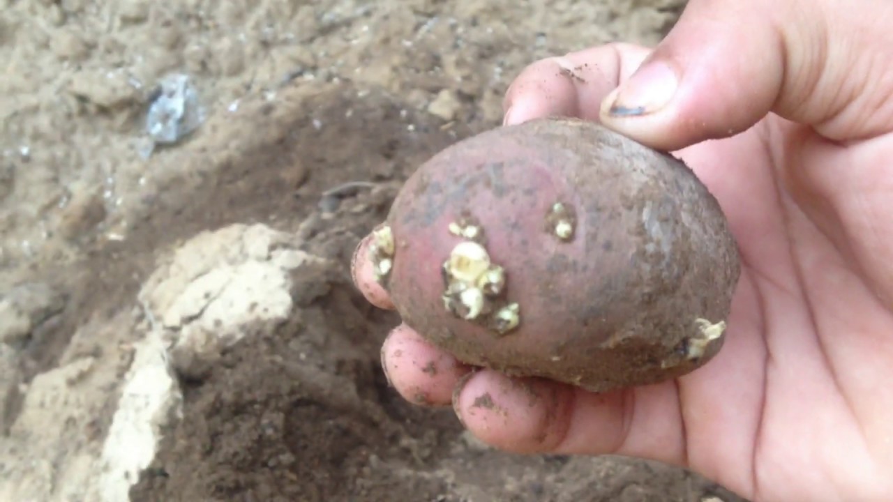 Germination of potato plant