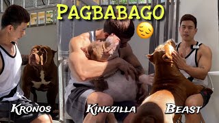 PAGBABAGO SA WKennel • KRONOS, KINGZILLA & BEAST! XL American Bullies • Sam Walastik