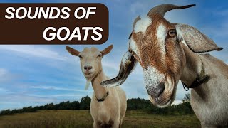 Goat Sounds Goat Bleat Goats Bleating Goat Noising
