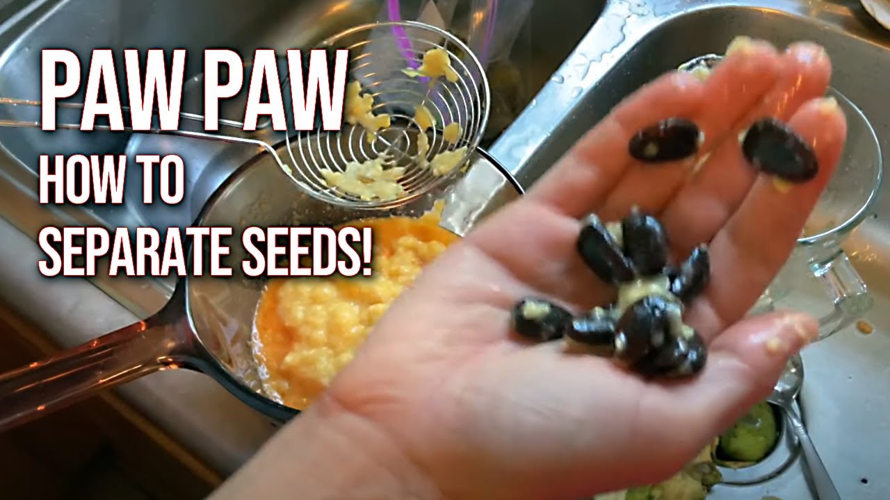 Paw Paw: How to Separate Seeds (The Easy Way!)