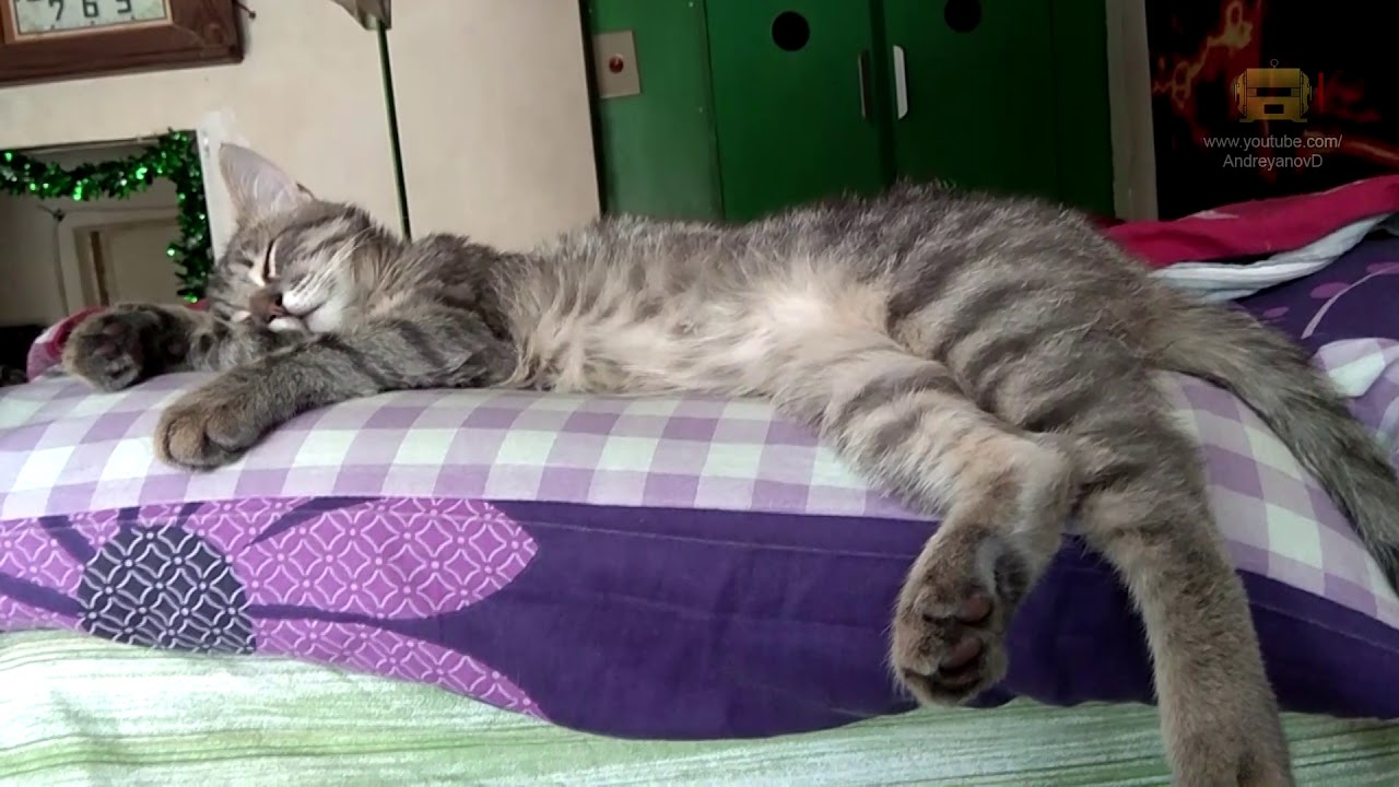 Кот дергается во сне под Агату Кристи - YouTube