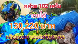 #เกษตรแบบอิสราเอลEP8 นายจ้างอิสราเอลขายกล้วยแค่102เครือ คิดเป็นเงินไทยได้130,220บาท กล้วยหอมคาเวนดิช