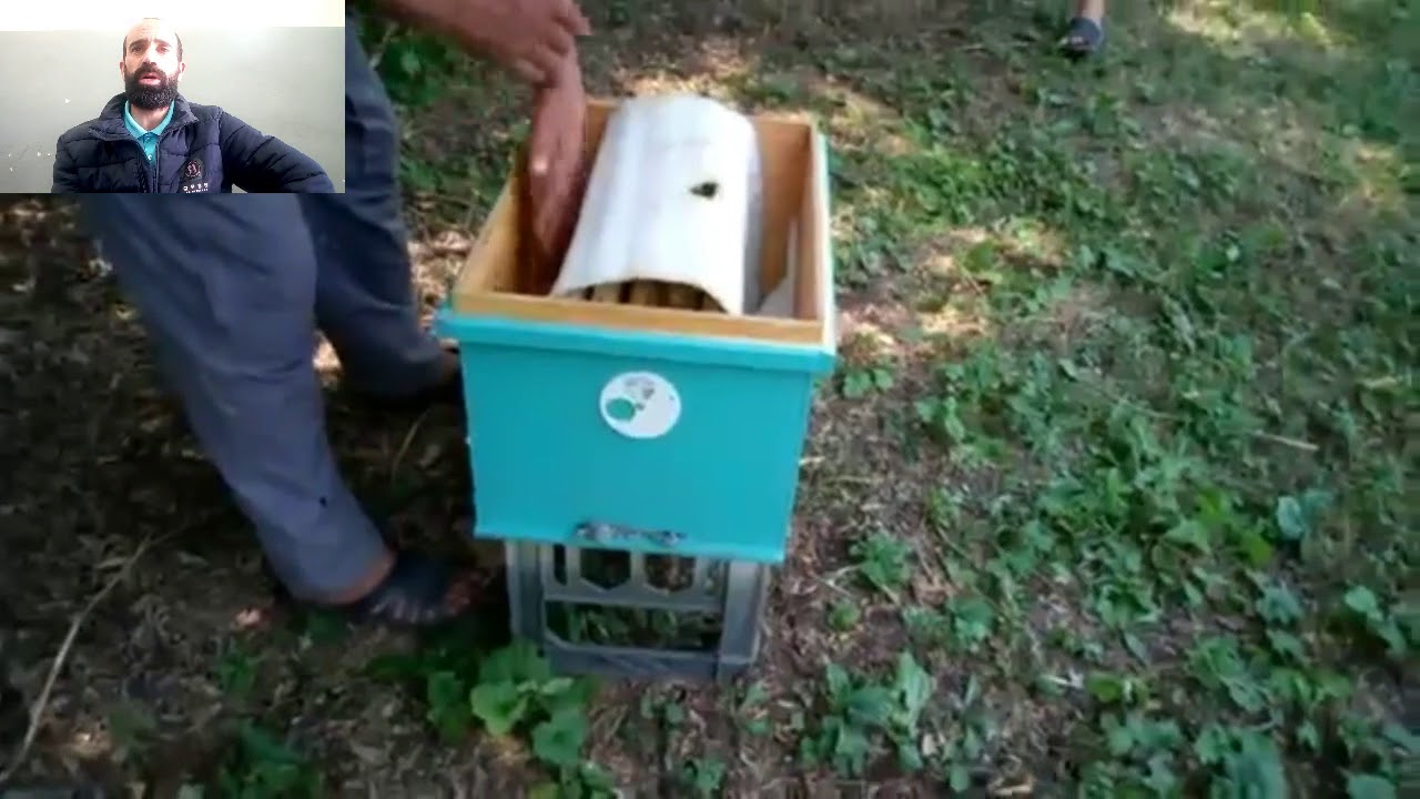 الدرس155 // التقسيم الصناعي بدون نحل ... تجربة ناجحة تماما !!!!!