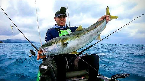 KINGFISH REDEMPTION - kayak fishing yellowtail kingfish NZ