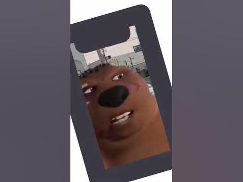 chiński bóbr - YouTube