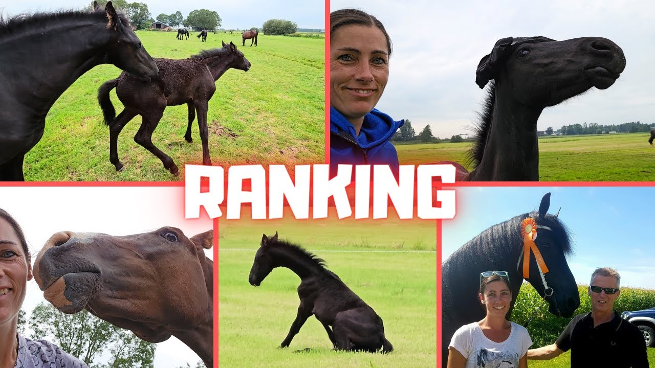 Will you find out what the ranking is? | Ajeto! | Friesian Horses
