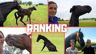 Will You Find Out What The Ranking Is? Ajeto Friesian Horses