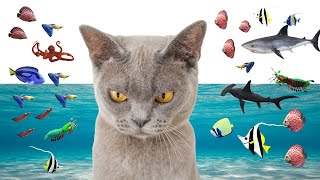 A collection of videos of cats reacting to fish. Please play it for cats.