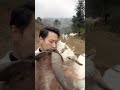 Speed faster than before #Return-to-hometown entrepreneurship youth #Shepherd Prince #My rural life