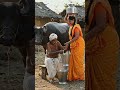 #farming #made_in_india #agriculture#oldsong#millking  #mango#fruit#organic#farm  #trending #natural