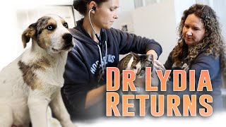 Dr Lydia Returns - Horse Shelter Heroes S4E2