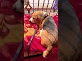 Pretty Paws &amp; Floppy Ears🐾#ytshorts #trending #shorts #viral #youtubeshorts #instagram #feedshorts