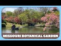 Missouri botanical garden tour 4k  april 2023